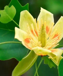 Tulip Tree Live Plant – 6-12 inch Tall – 4 inch Pot – Outdoor Shade Tree - Image 1