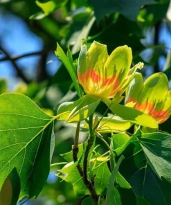 Tulip Tree Live Plant – 6-12 inch Tall – 4 inch Pot – Outdoor Shade Tree - Image 5