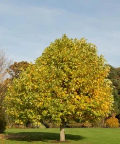 Tulip Tree Live Plant – 6-12 inch Tall – 4 inch Pot – Outdoor Shade Tree - Image 6