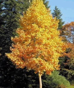 Tulip Tree Live Plant (Liriodendron tulipifera) 1 Qt Pot - Fast Growing Shade Tree - Image 2