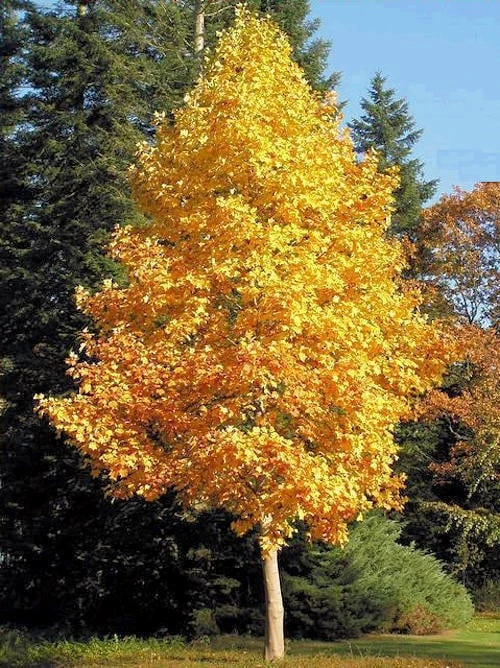 Tulip Tree Live Plant (Liriodendron tulipifera) 1 Qt Pot - Fast Growing Shade Tree - Image 2