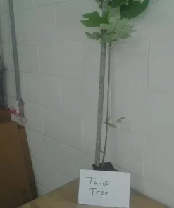 Tulip Tree Live Plant (Liriodendron tulipifera) 1 Qt Pot - Fast Growing Shade Tree - Image 3