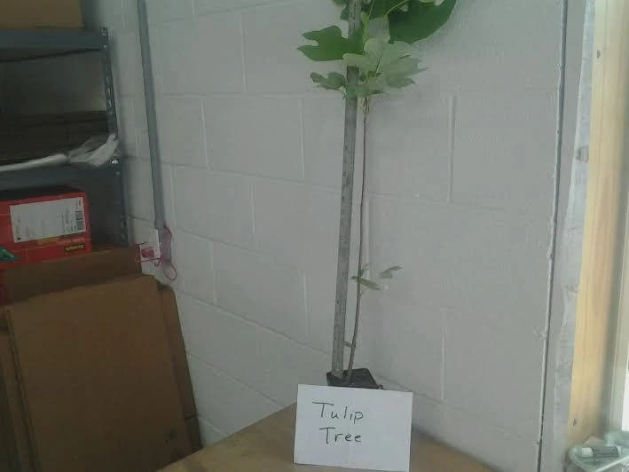 Tulip Tree Live Plant (Liriodendron tulipifera) 1 Qt Pot - Fast Growing Shade Tree - Image 3