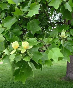 Tulip Tree Live Plant (Liriodendron tulipifera) 1 Qt Pot - Fast Growing Shade Tree - Image 4