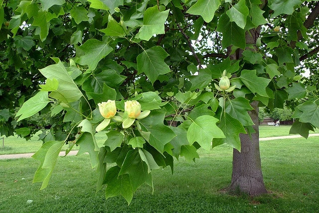 Tulip Tree Live Plant (Liriodendron tulipifera) 1 Qt Pot - Fast Growing Shade Tree - Image 4