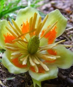 Tulip Tree Live Plant (Liriodendron tulipifera) 1 Qt Pot - Fast Growing Shade Tree - Image 5