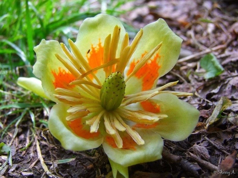 Tulip Tree Live Plant (Liriodendron tulipifera) 1 Qt Pot - Fast Growing Shade Tree - Image 5