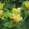 Tulip Tree Live Plant (Liriodendron tulipifera) 1 Qt Pot - Fast Growing Shade Tree - Image 1