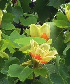 Tulip Tree Live Plant (Liriodendron tulipifera) 1 Qt Pot - Fast Growing Shade Tree - Image 1