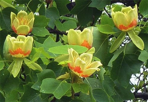 Tulip Tree Live Plant (Liriodendron tulipifera) 1 Qt Pot - Fast Growing Shade Tree - Image 1