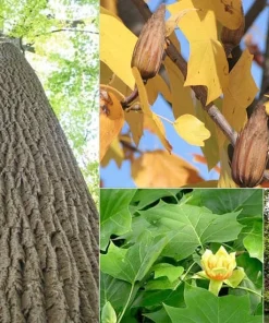 Tulip Tree Live Plant (Liriodendron tulipifera) 1 Qt Pot - Fast Growing Shade Tree - Image 6
