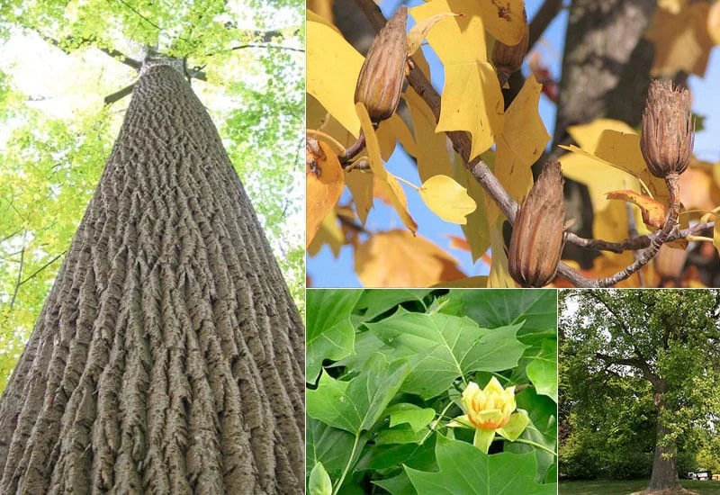 Tulip Tree Live Plant (Liriodendron tulipifera) 1 Qt Pot - Fast Growing Shade Tree - Image 6