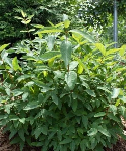 Tundra Sweetberry Edible Honeysuckle Live Plant – Haskap – 4" Pot – Outdoor - Image 2