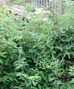 Tundra Sweetberry Edible Honeysuckle Live Plant – Haskap – 4