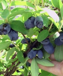 Tundra Sweetberry Edible Honeysuckle Live Plant – Haskap – 4