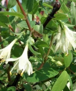 Tundra Sweetberry Edible Honeysuckle Live Plant – Haskap – 4