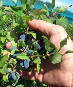 Tundra Sweetberry Edible Honeysuckle Live Plant – Haskap – 4