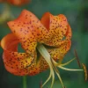Turk's Cap Lily Bulbs – 5 Count – Orange Spotted Wildflower – Zones 4-9 - Image 1