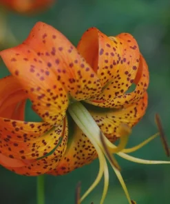 Turk's Cap Lily Bulbs – 5 Count – Orange Spotted Wildflower – Zones 4-9 - Image 1