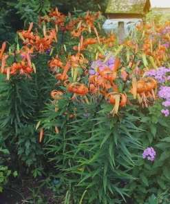 Turk's Cap Lily Bulbs – 5 Count – Orange Spotted Wildflower – Zones 4-9 - Image 2