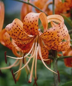 Turk's Cap Lily Bulbs – 5 Count – Orange Spotted Wildflower – Zones 4-9 - Image 4