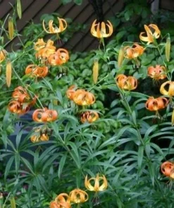 Turk's Cap Lily Root Bulbs - 5 Bare Root Lilium superbum - Hardy Zones 4-9 - Image 2