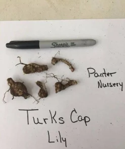 Turk's Cap Lily Root Bulbs - 5 Bare Root Lilium superbum - Hardy Zones 4-9 - Image 3