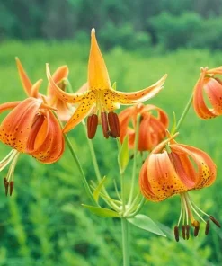 Turk's Cap Lily Root Bulbs - 5 Bare Root Lilium superbum - Hardy Zones 4-9 - Image 4