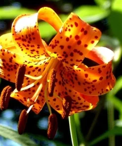 Turk's Cap Lily Root Bulbs - 5 Bare Root Lilium superbum - Hardy Zones 4-9 - Image 5
