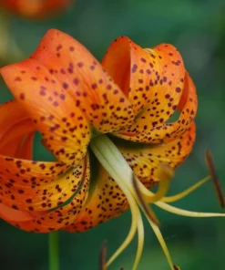 Turk's Cap Lily Root Bulbs - 5 Bare Root Lilium superbum - Hardy Zones 4-9 - Image 1