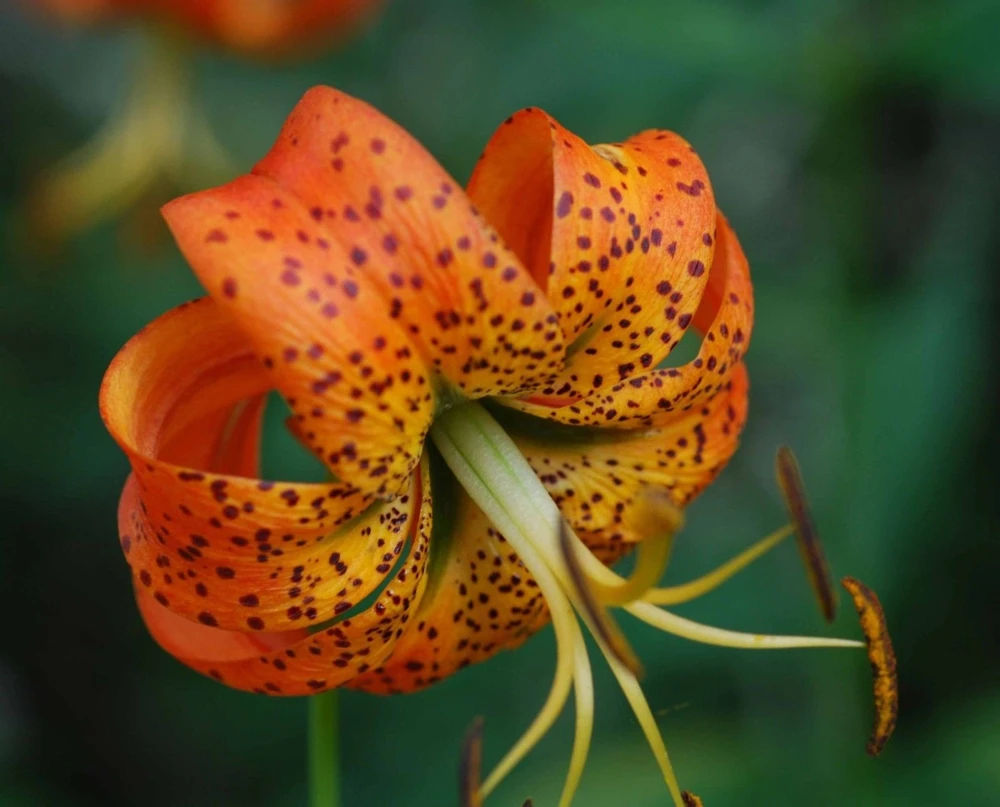 Turk's Cap Lily Root Bulbs - 5 Bare Root Lilium superbum - Hardy Zones 4-9 - Image 1