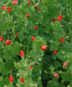 Turks Cap Live Plant, Malvaviscus arboreus, Red Flowering Perennial, 1 Gallon Pot - Image 2