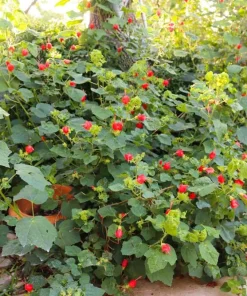 Turks Cap Live Plant, Malvaviscus arboreus, Red Flowering Perennial, 1 Gallon Pot - Image 3