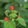 Turks Cap Live Plant, Malvaviscus arboreus, Red Flowering Perennial, 1 Gallon Pot - Image 1