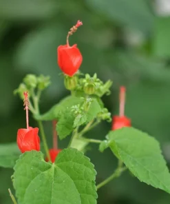 Turks Cap Live Plant, Malvaviscus arboreus, Red Flowering Perennial, 1 Gallon Pot - Image 1