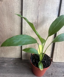 Turmeric plant in 4