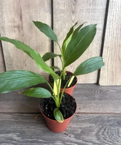 Turmeric plant in 4" Pot, Curcuma longa, Yellow Tumeric, kunyit - Image 2