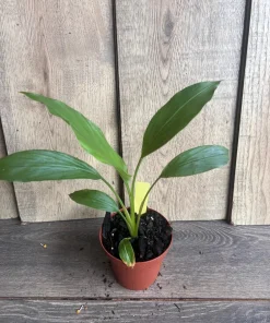 Turmeric plant in 4