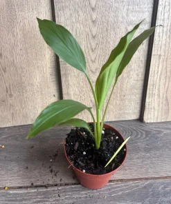 Turmeric plant in 4
