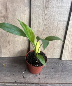 Turmeric plant in 4