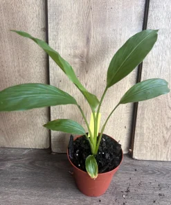Turmeric plant in 4