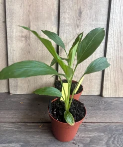 Turmeric plant in 4
