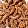 Turmeric plant in 4" Pot, Curcuma longa, Yellow Tumeric, kunyit - Image 1