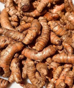 Turmeric plant in 4" Pot, Curcuma longa, Yellow Tumeric, kunyit - Image 1