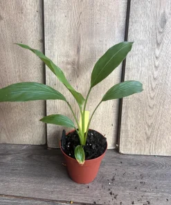 Turmeric plant in 4