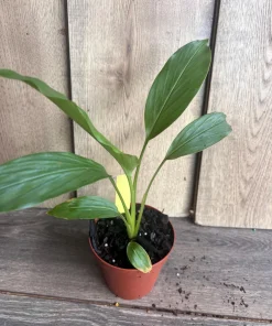 Turmeric plant in 4