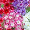 Twinkle Mix Phlox Flower Seeds - 50+ Seeds - Annual, Full Sun, Mixed Colors - Image 1