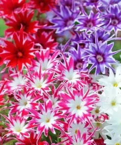 Twinkle Mix Phlox Flower Seeds - 50+ Seeds - Annual, Full Sun, Mixed Colors - Image 1