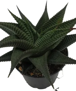 Twister Haworthia Limifolia Succulent Live Plant – 2.5" Pot - Image 2