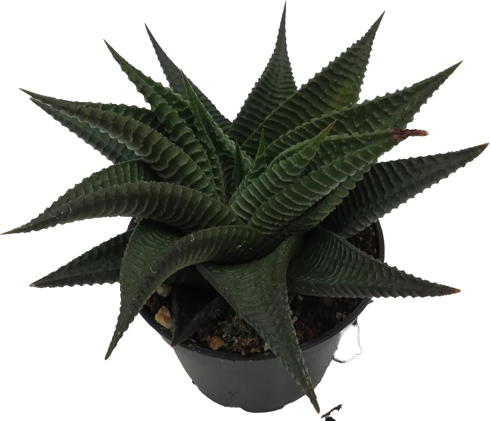 Twister Haworthia Limifolia Succulent Live Plant – 2.5" Pot - Image 2